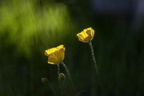 伴随盛夏而来的灿烂绽放！