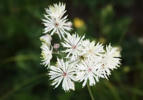 草原小众草本图鉴｜一丛花开一抹治愈